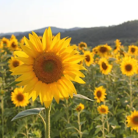 Molino Dei Ciliegi Сasa de vacaciones *