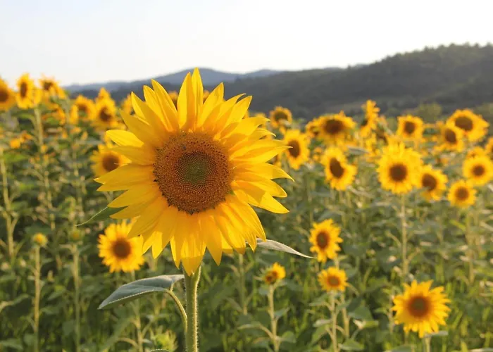 Molino Dei Ciliegi 別荘 *